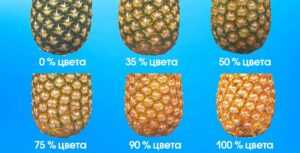 Степени зрелости ананаса