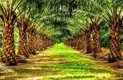 Плантация масляных пальм