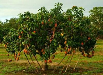 Как растет манго
