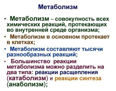 Метаболизм что это