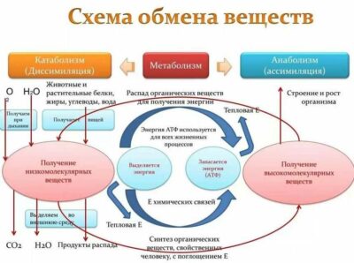 Схема обмена веществ в организме человека