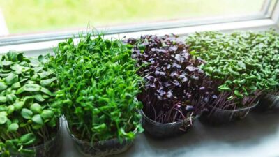 Как выращивать микрозелень дома на подоконнике