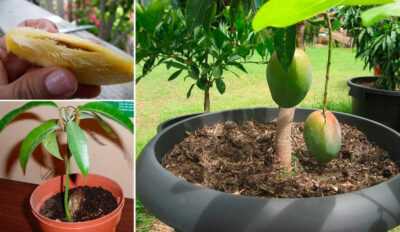 Как вырастить манго из косточки в домашних условиях. 5 шагов
